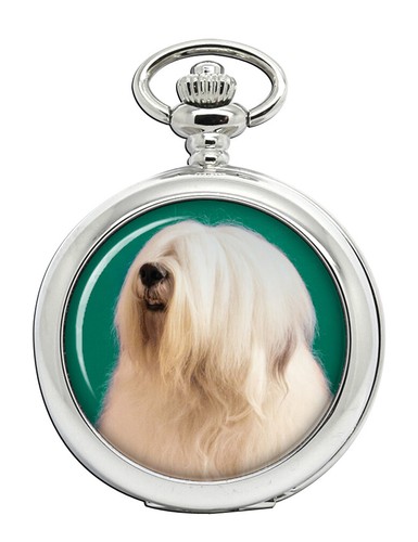 Vecchio inglese cane - vecchio,