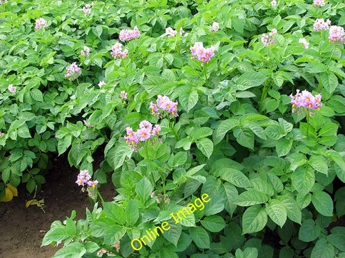 Photo 6x4 flowering potato - 6x4,