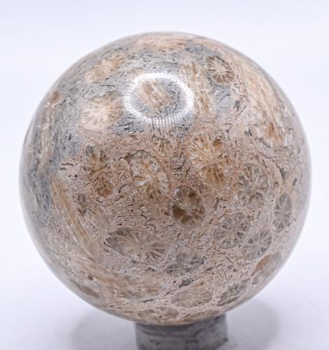 Sfera corallo fossile mm - fossile,