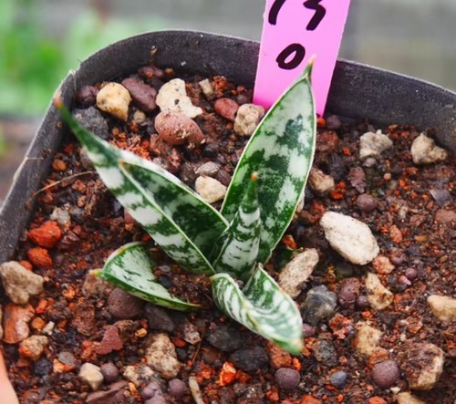 Rara pianta cactus - rara, di