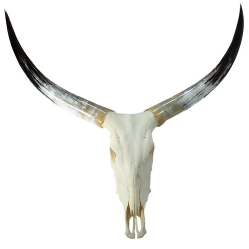 Genuine cattle skull with long - skull,