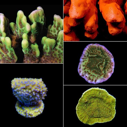 Acquacoltura montipora frag - acquacoltura,
