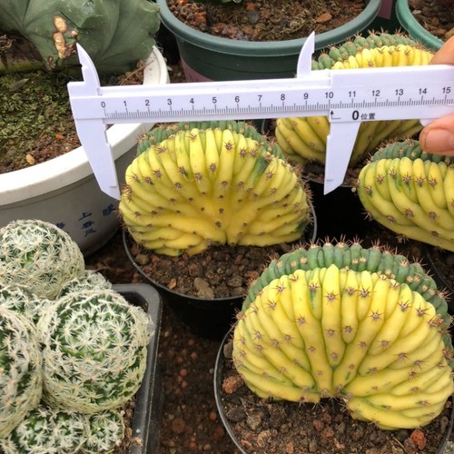 Pianta cactus succulenta - pianta, di