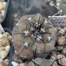 Copiapoa cinerea JN 2027 Cerro