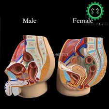 Sagittal modello anatomia