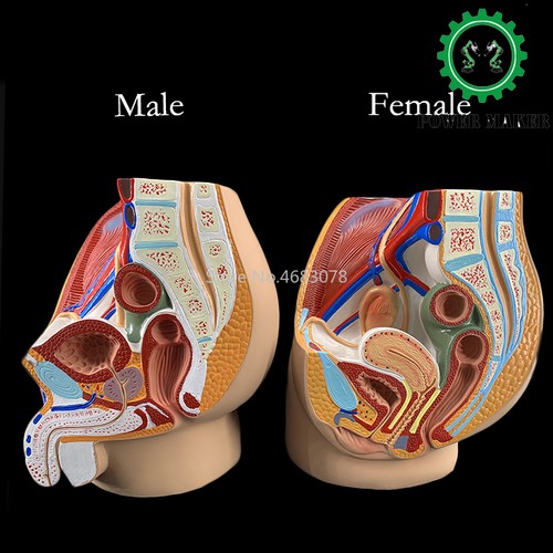 Sagittal modello anatomia
