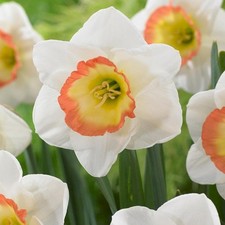 Narcisi bulbi di fiori cipolle fiori Narciso a grande corona Night Cap 5 pz.