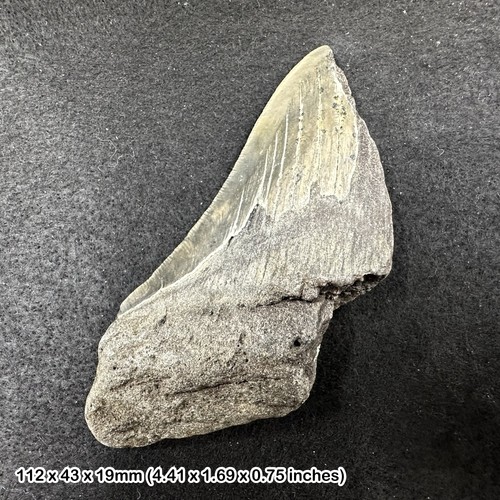 Authentic carcharodon - authentic,