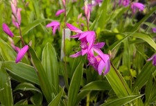 Orchidea terricola bletilla - orchidea, terricola-bletilla