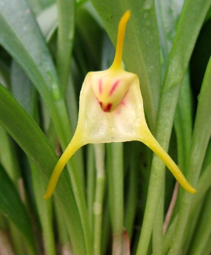 Specie orchidea taglia - specie,