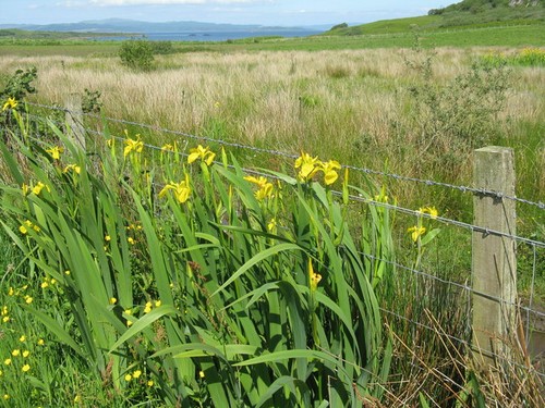 Photo 6x4 yellow flags - 6x4,