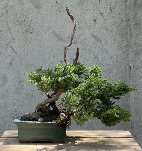 Bonsai ginepro - bonsai,