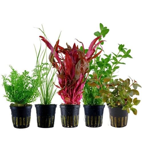 Piante set con sfondo - con,