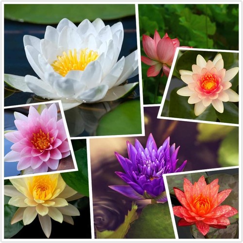 Pianta fiori ninfea - pianta, di