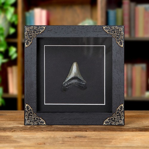 Inch megalodon shark - inch, tooth