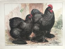 Stampa Antica 1910 BLACK