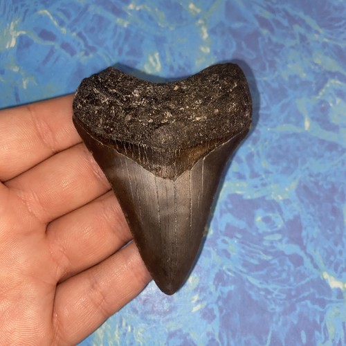 Megalodonte dente squalo - dente, di
