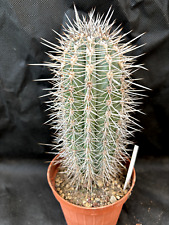 PACHYCEREUS PRINGLEI - VIVAIO IL GIARDINO DI MAYA- CACTUS PIANTE GRASSE Y44