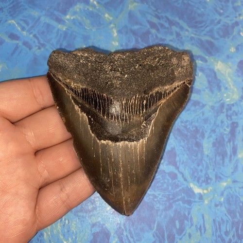 Megalodonte dente squalo - megalodonte,