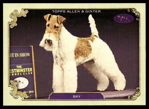 2024 topps allen - 2024,