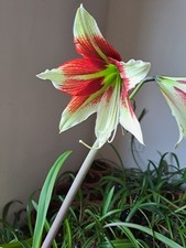 Hippeastrum MHn1. X Bukasovii