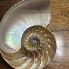 Conchiglia Nautilus naturale