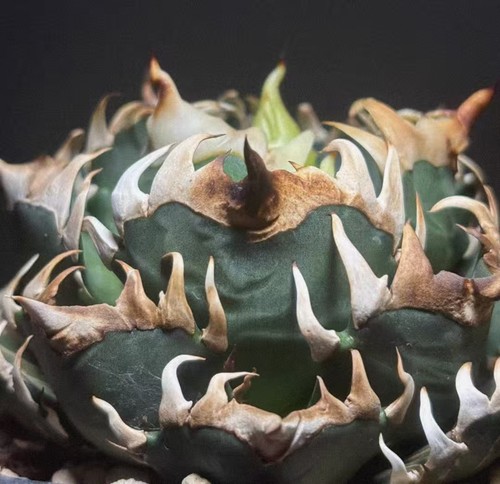 Vendita rara pianta agave - , 'red