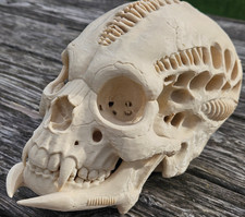 Grande Teschio Alieno