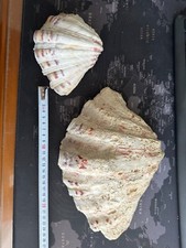 Conchiglia tridacna hippopus - conchiglia,