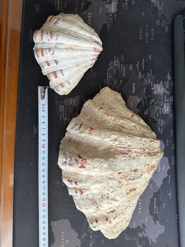 Conchiglia tridacna hippopus - conchiglia,
