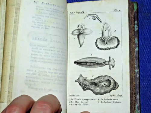 Bosc storia naturale dei vermi - storia,