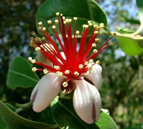 Feijoa sellowiana acca ananas - sellowiana,