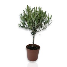 Pianta Di olivo CERTIFICATA