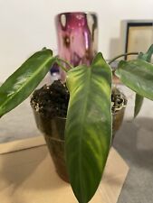 Philodendron Spiritus Sancti