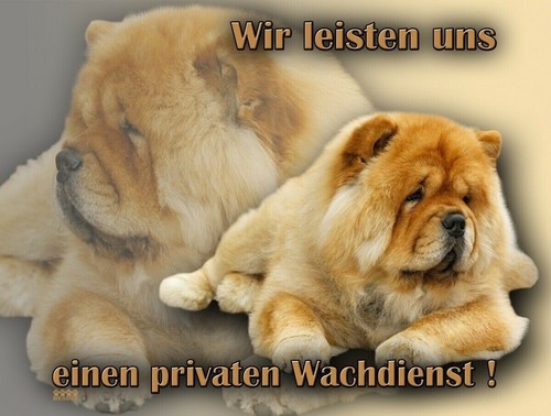 Chow cartello - chow,