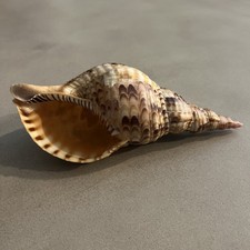 Tritoni tromba corno - tritoni,
