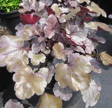 Campanellino viola velluto
