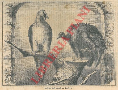Ornitologia rapaci - -,