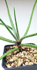 Aloe delicatifolia ➡️