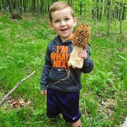 Morel spore funghi sacco - spore,