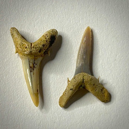 Dente squalo tigre sabbia - di,