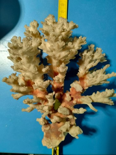 Corallo bianco naturale - , 215gr
