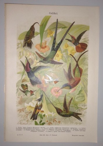 Vecchia stampa colibri - stampa,