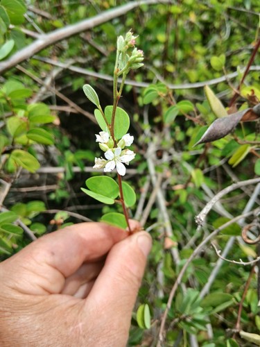 Bauhinia brachypetala 5 - bauhinia, (5
