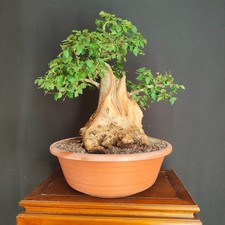 PRE BONSAI ESEMPLARE DI OLMO