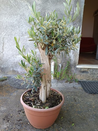 Ulivo bonsai vaso olivo - ulivo, 30