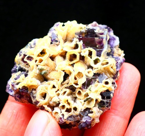 Fantasma viola naturale - 57,7,