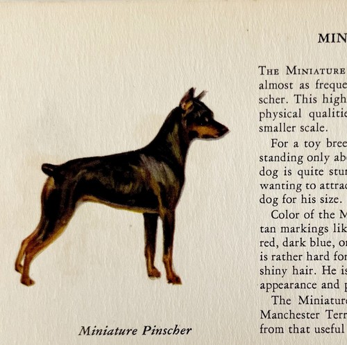 Miniatura pinscher 1939 cane - miniatura,
