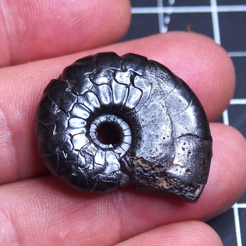 Goniatite ematite - goniatite,