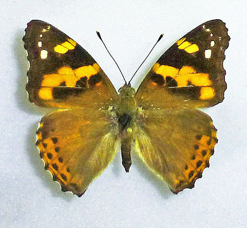 Nymphalidae vanessa dilecta - nymphalidae,
